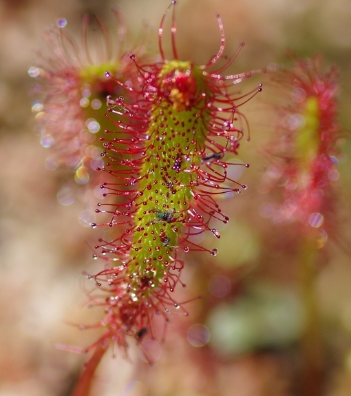 Pflanzenbild gross Langblättriger Sonnentau - Drosera anglica