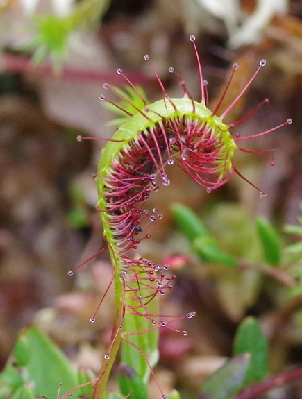 Pflanzenbild gross Langblättriger Sonnentau - Drosera anglica