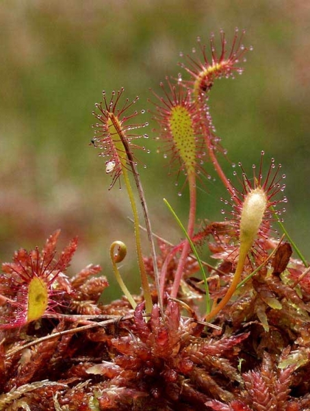 Pflanzenbild gross Langblättriger Sonnentau - Drosera anglica