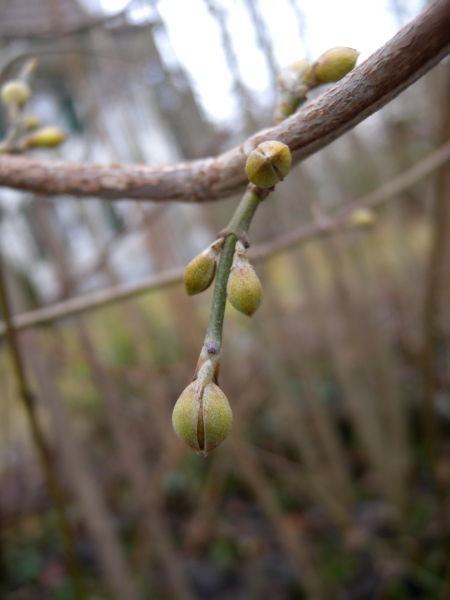 Pflanzenbild gross Kornelkirsche - Cornus mas