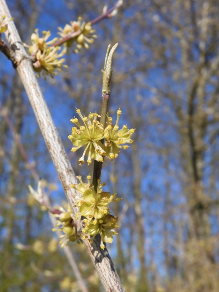 Pflanzenbild gross Kornelkirsche - Cornus mas