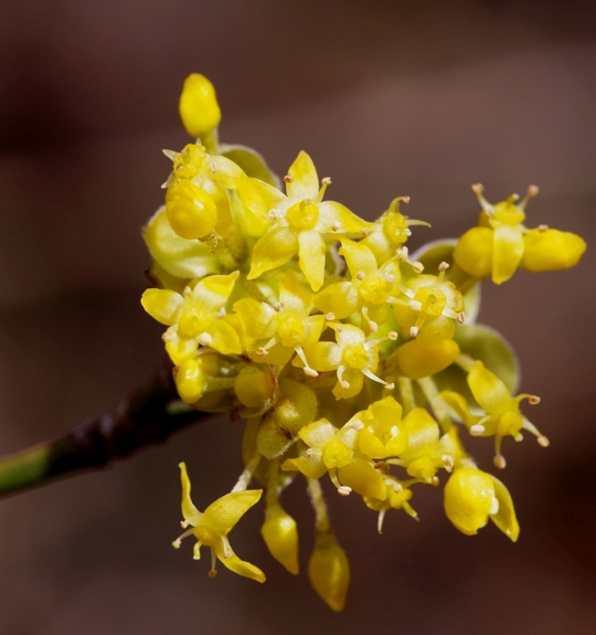 Pflanzenbild gross Kornelkirsche - Cornus mas