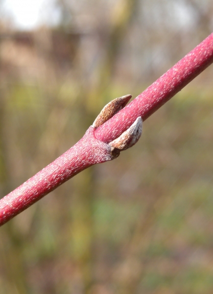 Pflanzenbild gross Hartriegel - Cornus sanguinea