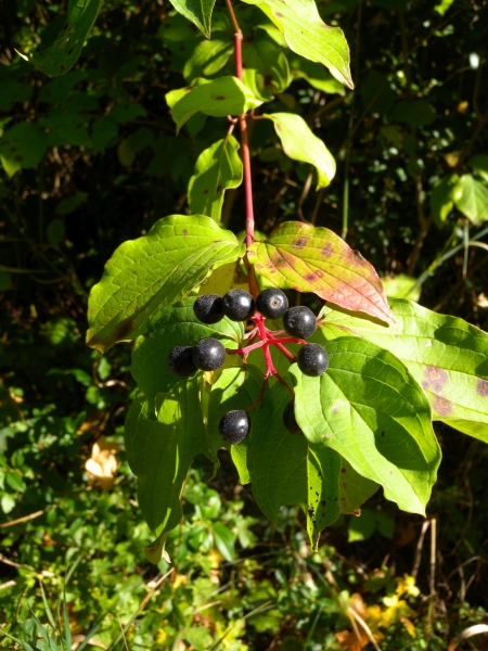 Pflanzenbild gross Hartriegel - Cornus sanguinea