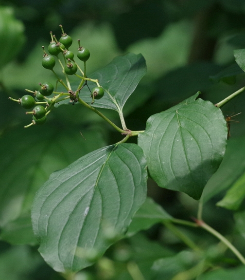 Pflanzenbild gross Hartriegel - Cornus sanguinea