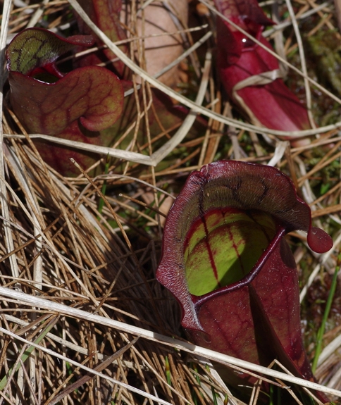 Pflanzenbild gross Krugpflanze - Sarracenia purpurea