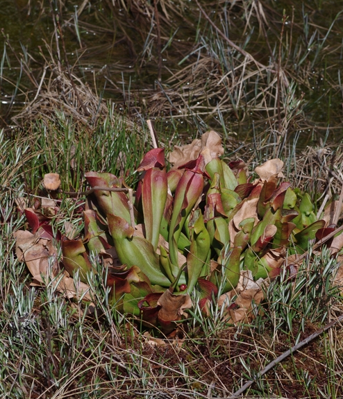 Pflanzenbild gross Krugpflanze - Sarracenia purpurea