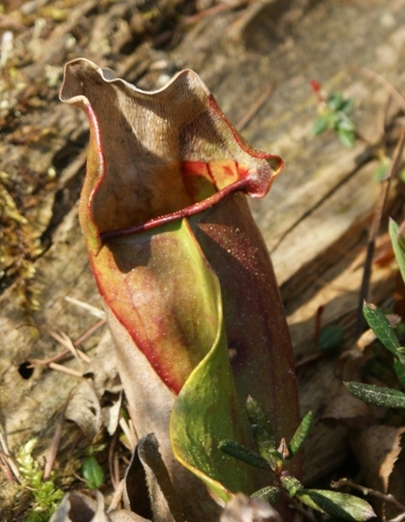 Pflanzenbild gross Krugpflanze - Sarracenia purpurea