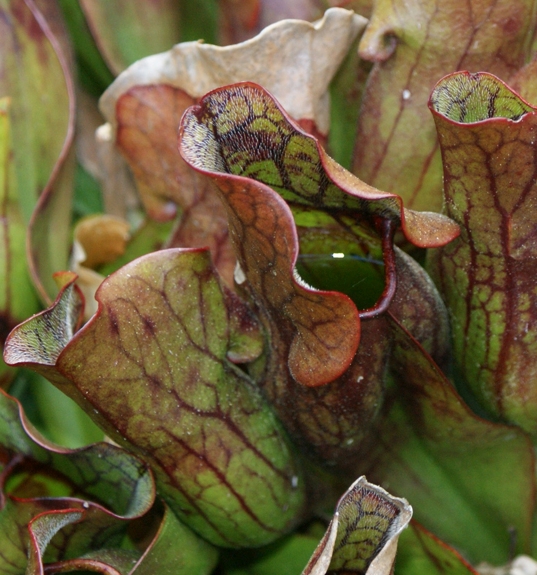 Pflanzenbild gross Krugpflanze - Sarracenia purpurea