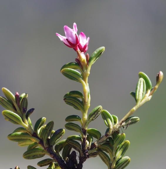 Pflanzenbild gross Alpenazalee - Loiseleuria procumbens