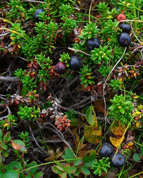 Pflanzenbild gross Zwittrige Krähenbeere - Empetrum nigrum subsp. hermaphroditum