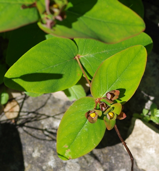Pflanzenbild gross Blut-Johanniskraut - Hypericum androsaemum