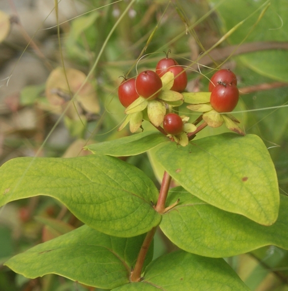 Pflanzenbild gross Blut-Johanniskraut - Hypericum androsaemum