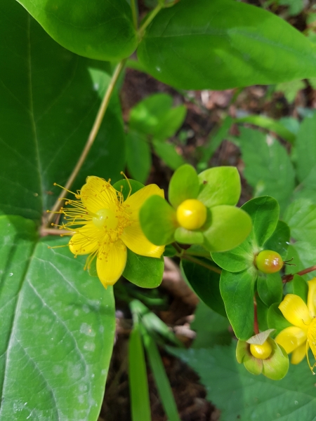 Pflanzenbild gross Blut-Johanniskraut - Hypericum androsaemum