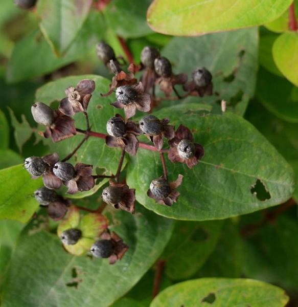Pflanzenbild gross Blut-Johanniskraut - Hypericum androsaemum