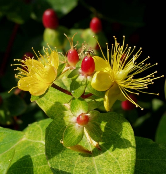 Pflanzenbild gross Blut-Johanniskraut - Hypericum androsaemum
