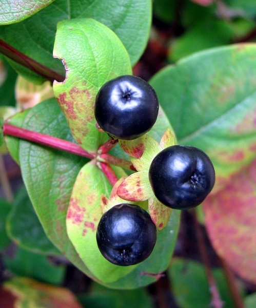 Pflanzenbild gross Blut-Johanniskraut - Hypericum androsaemum