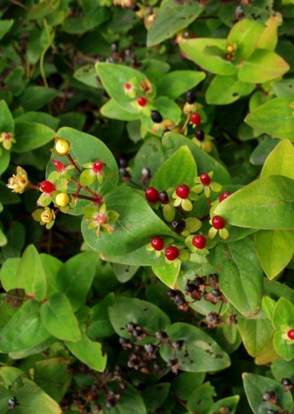 Pflanzenbild gross Blut-Johanniskraut - Hypericum androsaemum