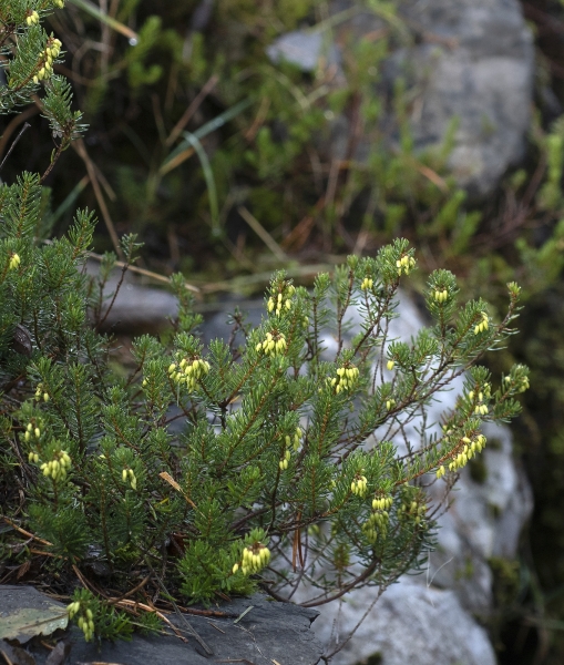Pflanzenbild gross Schneeheide - Erica carnea