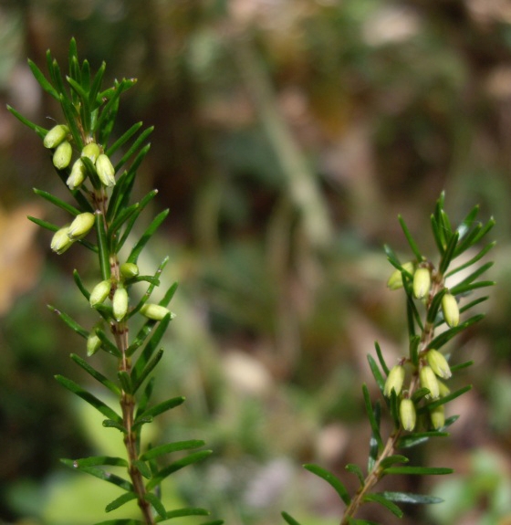 Pflanzenbild gross Schneeheide - Erica carnea