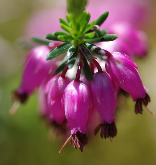 Pflanzenbild gross Schneeheide - Erica carnea