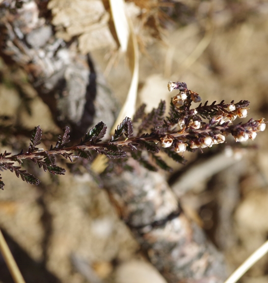 Pflanzenbild gross Besenheide - Calluna vulgaris