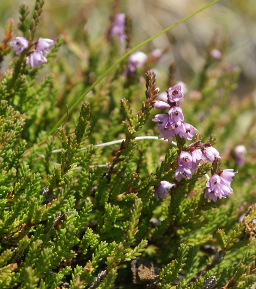 Pflanzenbild gross Besenheide - Calluna vulgaris