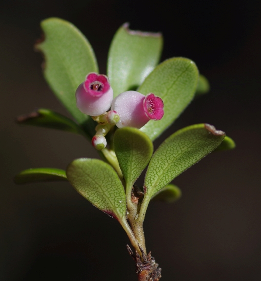 Pflanzenbild gross Immergrüne Bärentraube - Arctostaphylos uva-ursi