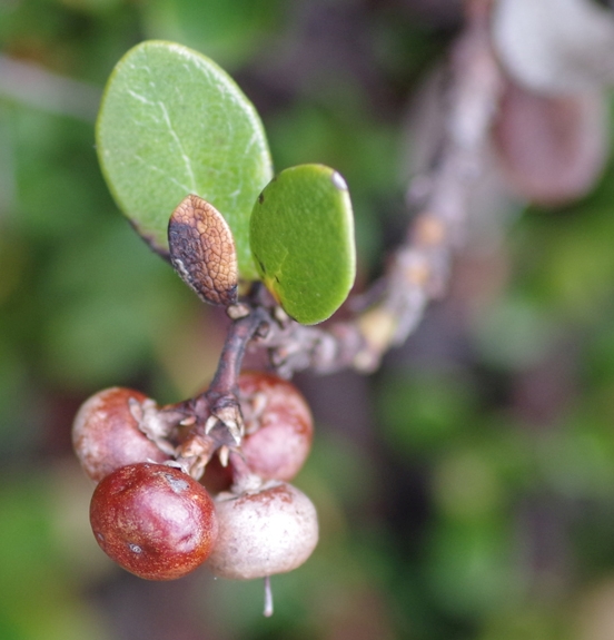 Pflanzenbild gross Immergrüne Bärentraube - Arctostaphylos uva-ursi