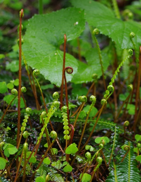 Pflanzenbild gross Rippenfarn - Blechnum spicant