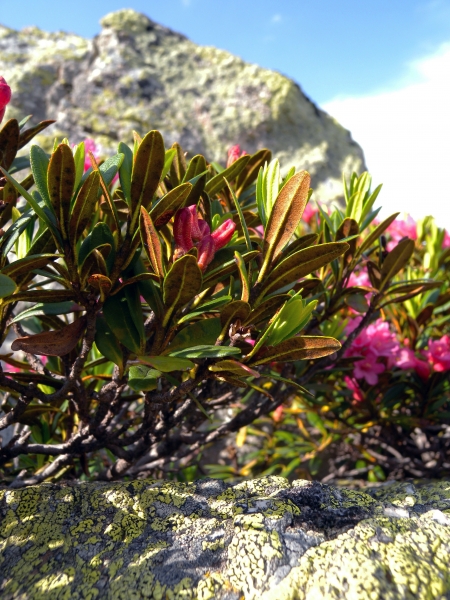 Pflanzenbild gross Rostblättrige Alpenrose - Rhododendron ferrugineum