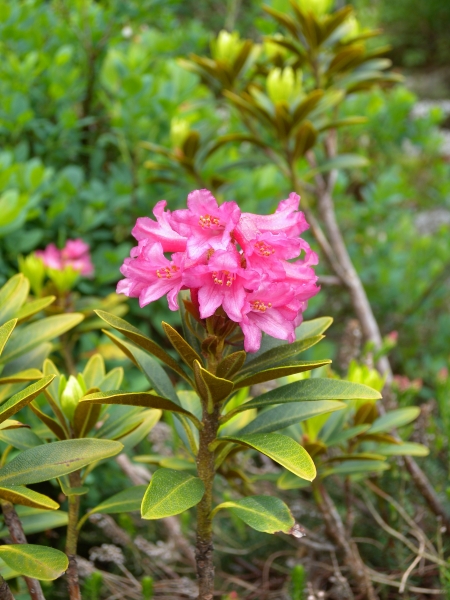 Pflanzenbild gross Rostblättrige Alpenrose - Rhododendron ferrugineum