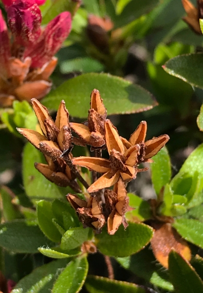 Pflanzenbild gross Bewimperte Alpenrose - Rhododendron hirsutum