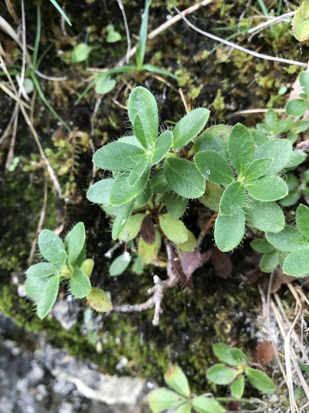 Pflanzenbild gross Bewimperte Alpenrose - Rhododendron hirsutum