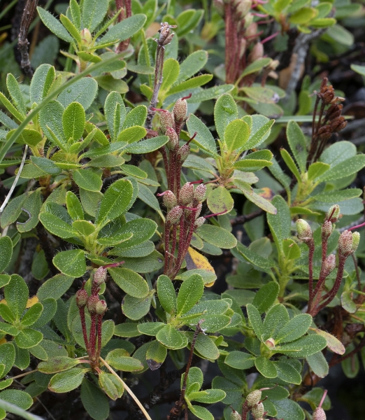 Pflanzenbild gross Bewimperte Alpenrose - Rhododendron hirsutum
