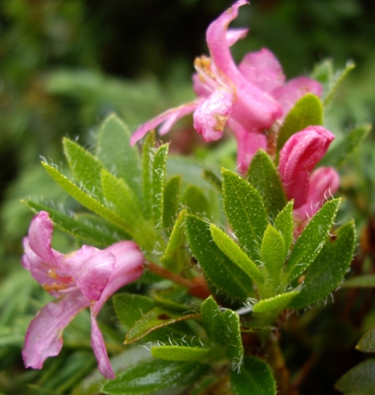 Pflanzenbild gross Bewimperte Alpenrose - Rhododendron hirsutum