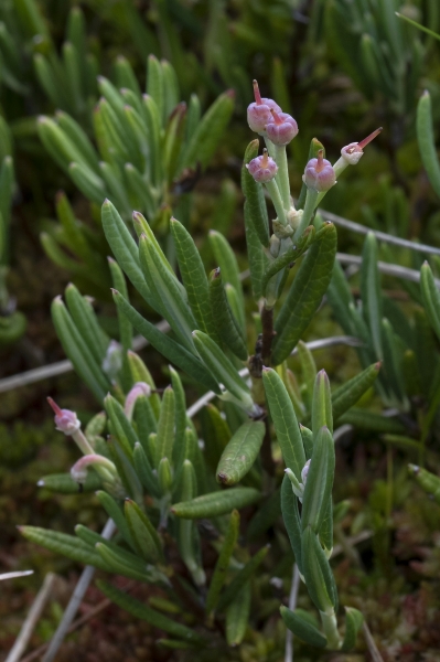 Pflanzenbild gross Rosmarinheide - Andromeda polifolia
