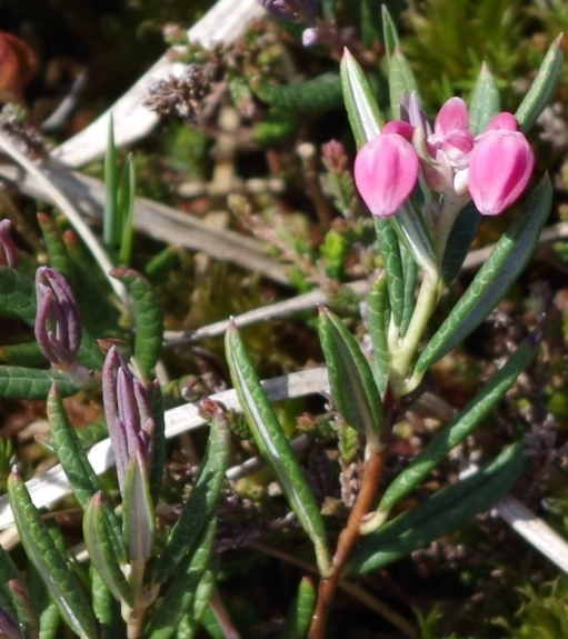 Pflanzenbild gross Rosmarinheide - Andromeda polifolia