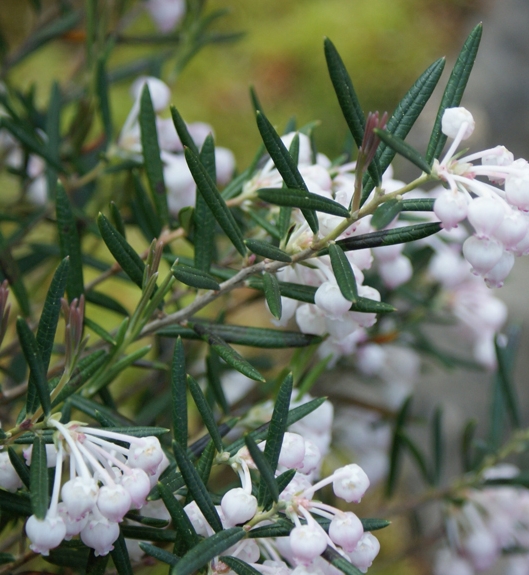 Pflanzenbild gross Rosmarinheide - Andromeda polifolia