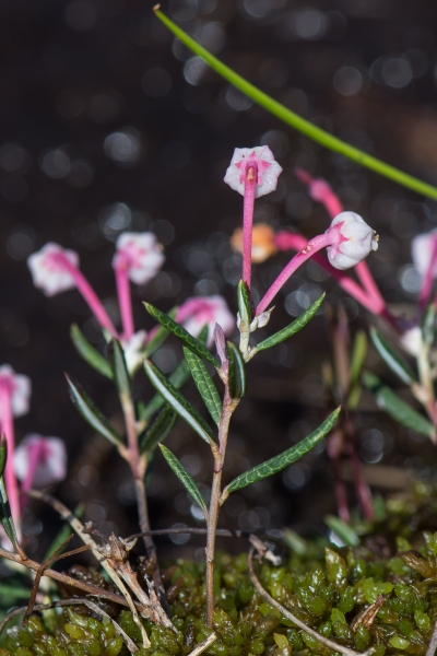 Pflanzenbild gross Rosmarinheide - Andromeda polifolia