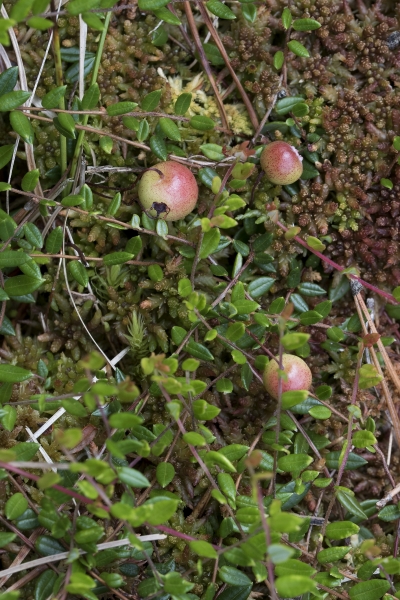 Pflanzenbild gross Gemeine Moosbeere - Vaccinium oxycoccos