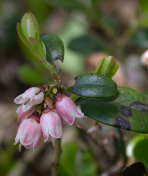 Pflanzenbild gross Preiselbeere - Vaccinium vitis-idaea