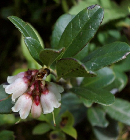Pflanzenbild gross Preiselbeere - Vaccinium vitis-idaea