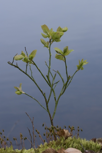 Pflanzenbild gross Heidelbeere - Vaccinium myrtillus