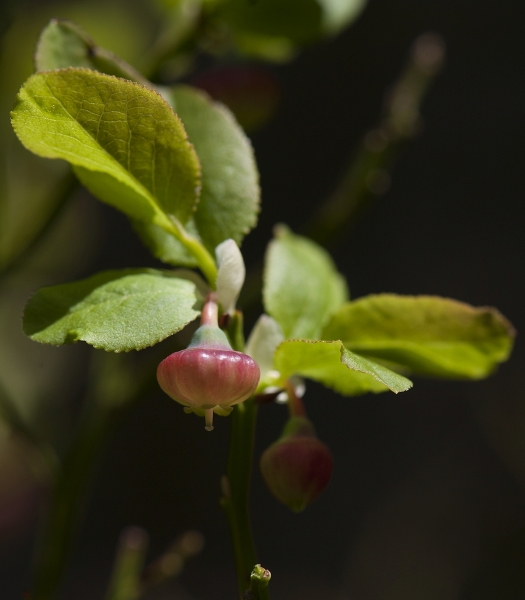 Pflanzenbild gross Heidelbeere - Vaccinium myrtillus