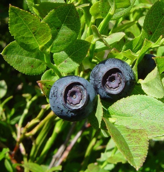Pflanzenbild gross Heidelbeere - Vaccinium myrtillus