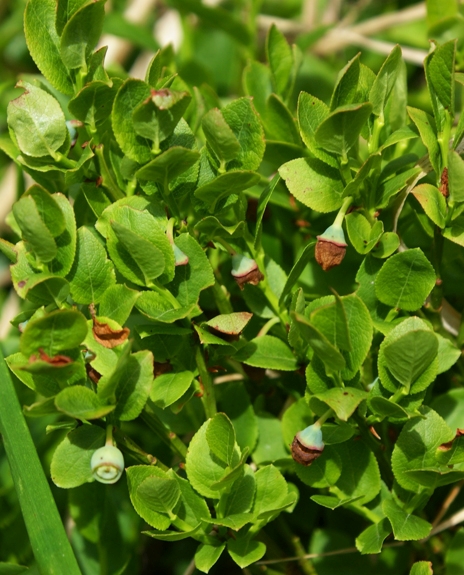 Pflanzenbild gross Heidelbeere - Vaccinium myrtillus