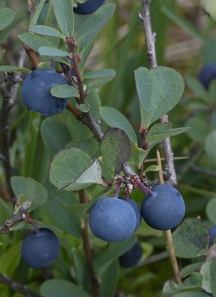 Pflanzenbild gross Rauschbeere - Vaccinium uliginosum aggr.