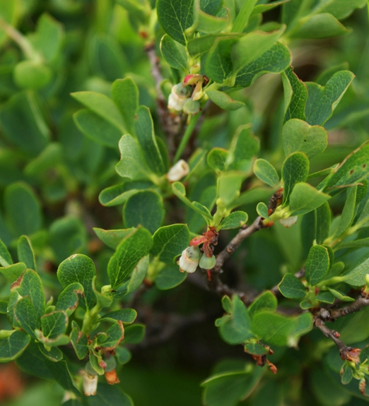 Pflanzenbild gross Rauschbeere - Vaccinium uliginosum aggr.