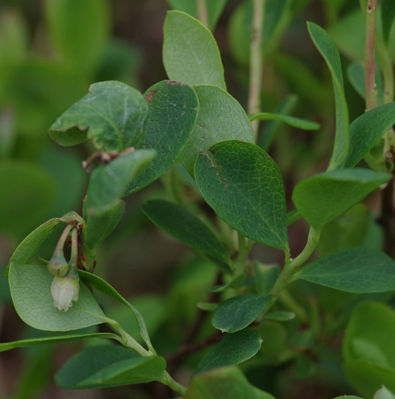 Pflanzenbild gross Rauschbeere - Vaccinium uliginosum aggr.